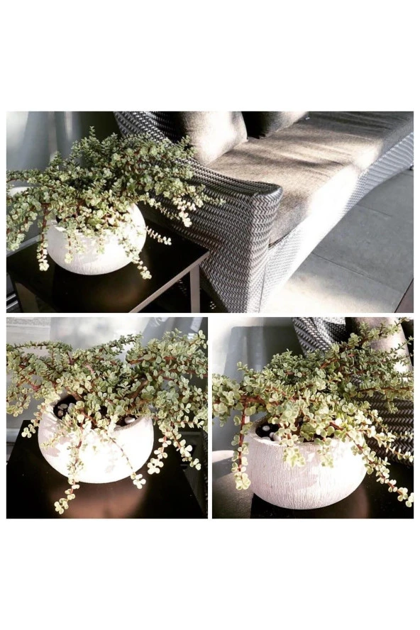 Afra Para Ağacı Dekoratif Saksıda Bonsai