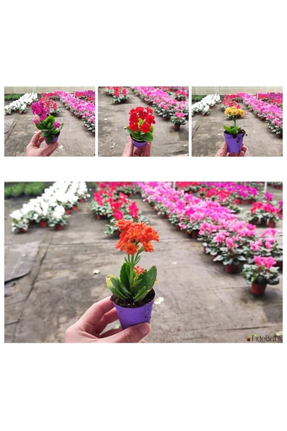 200 Adet karışık renklerde Kalanşo Fidöesi kalanchoe - Resim 3