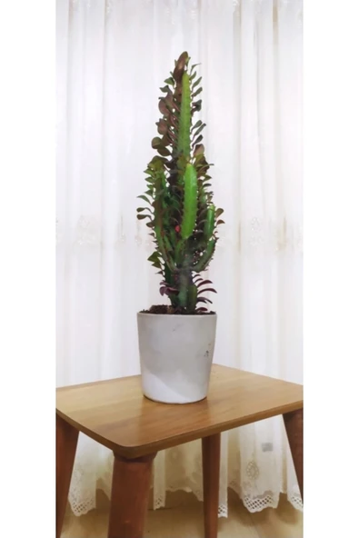 Süt Ağacı Euphorbia Trigona 60 Cm Dekoratif Saksıda ürün görseli