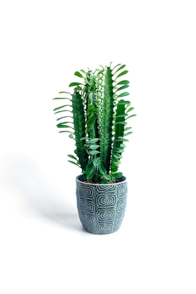 Euphorbia - Afrika Süt Ağacı Bitkisi - Gri Saksılı