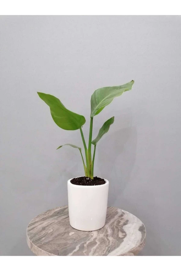 Starliçe Bitkisi (40 Cm) Dekoratif Saksılı ürün görseli