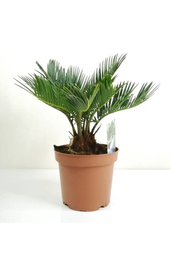Sikas Palmiyesi Mini Cycas Revoluta Japon Sago Palm
