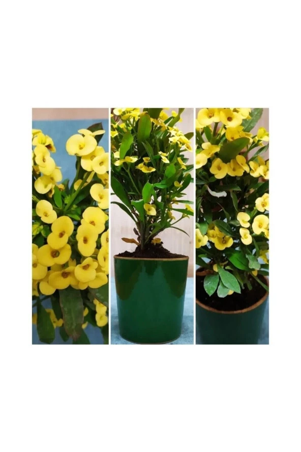 Büyük sarı dikenler tacı ürün görseli