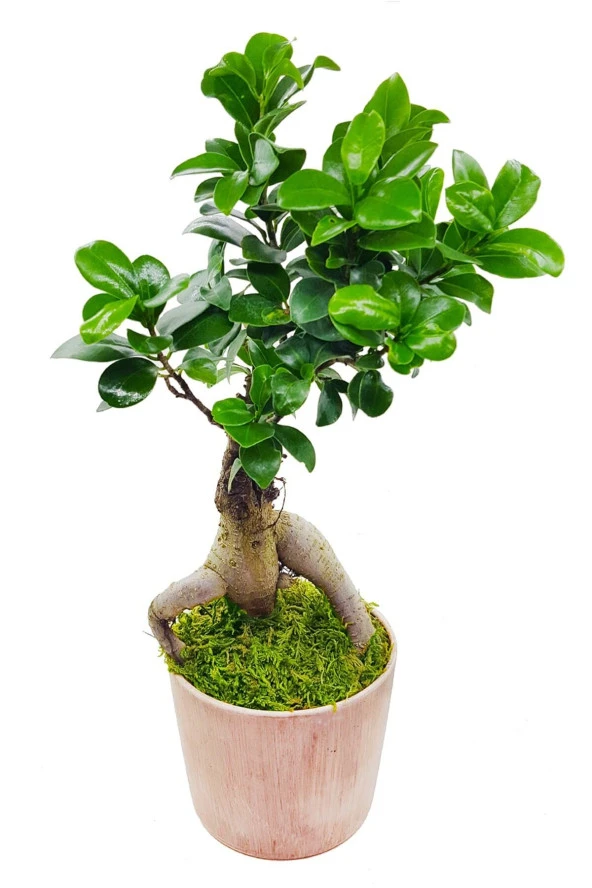 Vintage Seramik Saksıda Ficus Gingseng Bonsai & Iç Mekan Canlı Bitki & 30-35 Cm