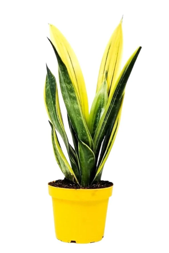 Paşa Kılıcı ürün görseli