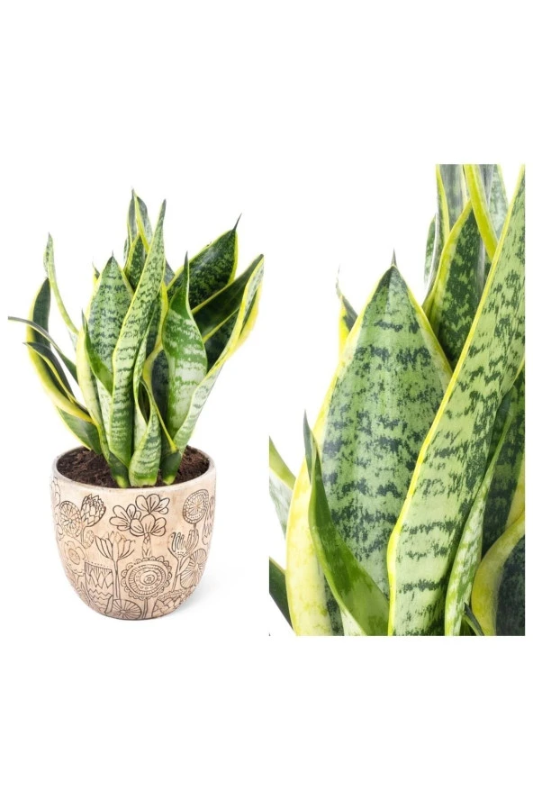 Beton Saksıda Paşa Kılıcı - Sanseveria Trifasciata ürün görseli
