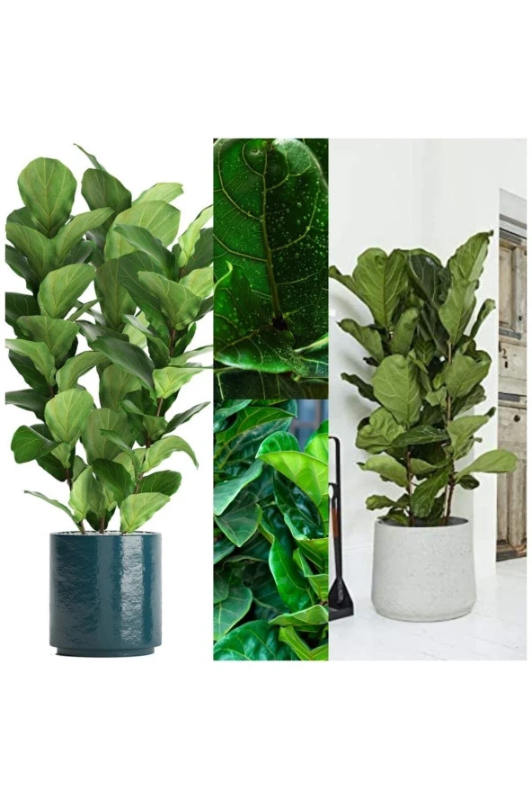 3 Odunsu Gövdeli Ficus Lyrata Keman Yapraklı Kauçuk ürün görseli