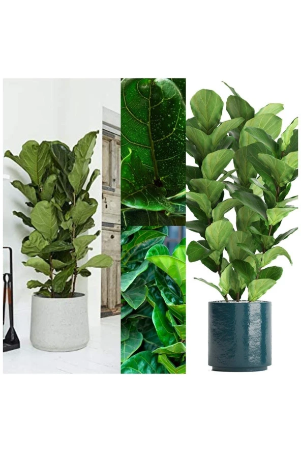 3 Odunsu Gövdeli Ficus Lyrata Keman Yapraklı Kauçuk - Resim 2