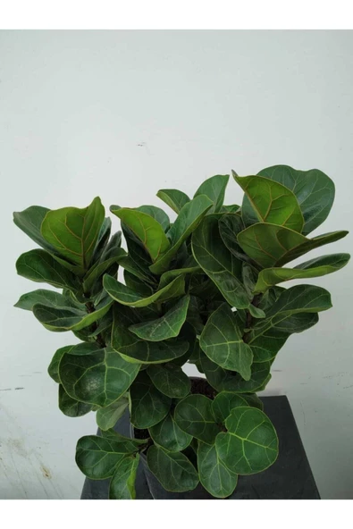 Ficus Lyrata (bambino Anaç) - Resim 2