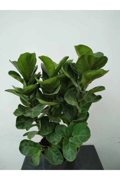 Ficus Lyrata (bambino Anaç) ürün görseli