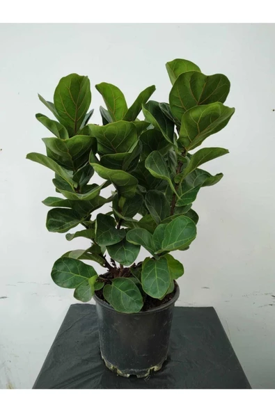 Ficus Lyrata (bambino Anaç) - Resim 4