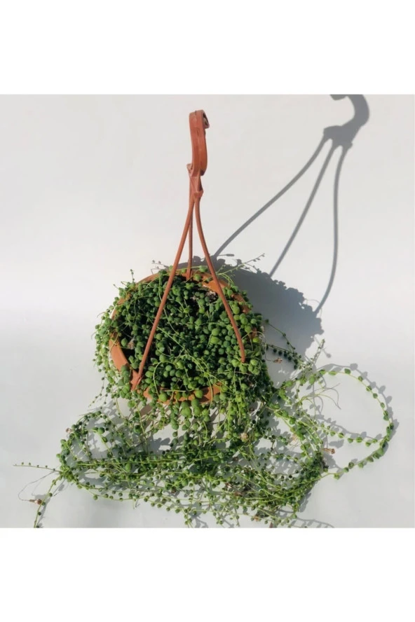 Tesbih Çiçeği (senecio) 80cm-100cm ürün görseli