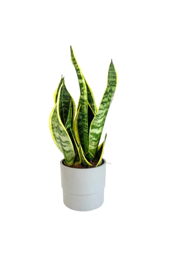 Bodur Paşa Kılıcı - Sansevieria - 1