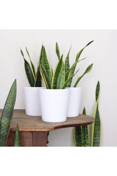 3 Adet Seramik Saksılı Paşa Kılıcı ürün görseli