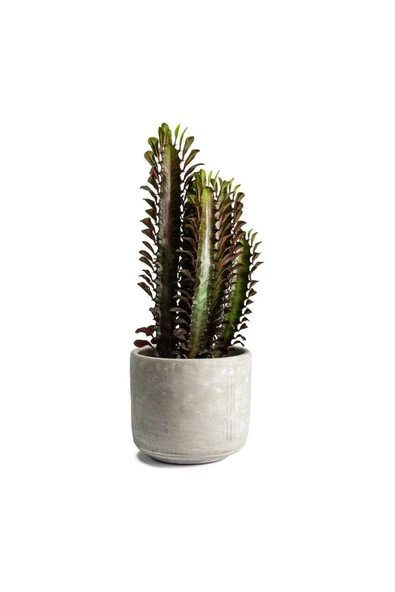 Dekoratif Saksılı Süt Ağacı Euphorbia Trigona (Süt Ağacı)