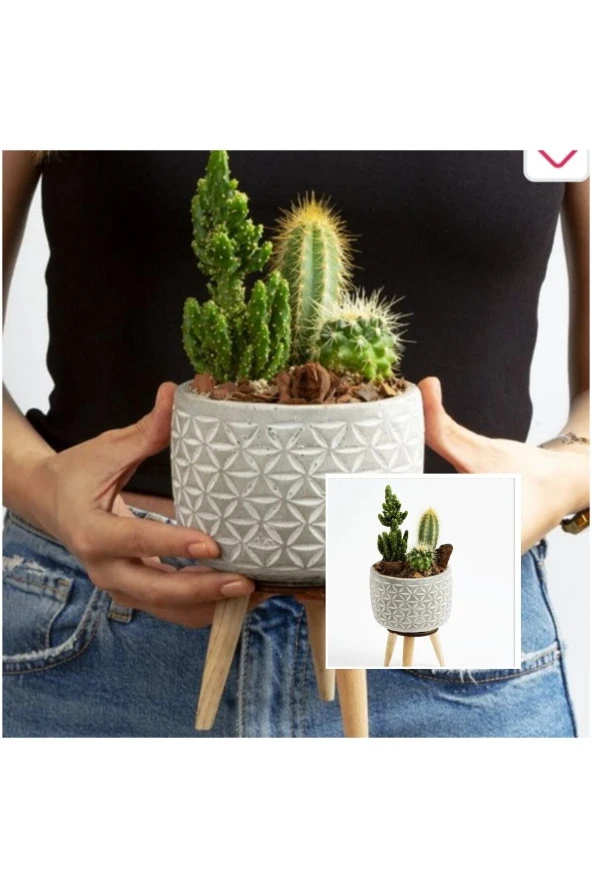 Ayaklı Şık Beton Saksıda Kaktüs Aranjmanı ürün görseli
