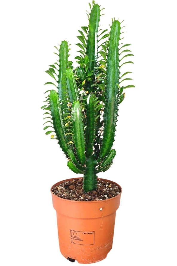 Yeşil Süt Ağacı Kaktüs - Euphorbia Trigona