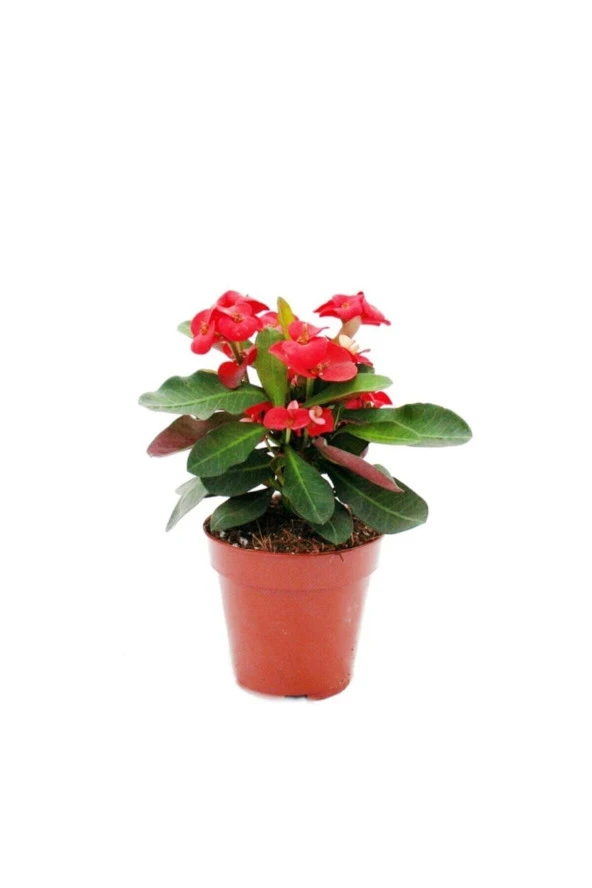 Euphorbia Milii Pink Dikenler Tacı Pembe - 1