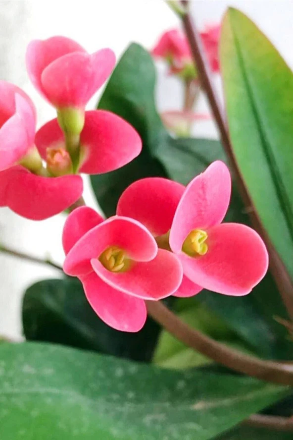 Euphorbia Milii Pink Dikenler Tacı Pembe - 2