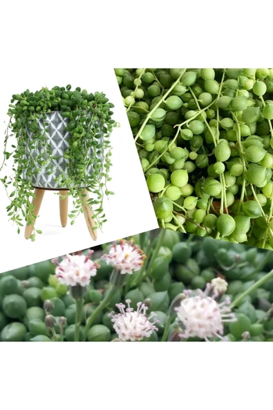 Dekoratif Saksıda Senecio Tespih Çiçeği + Hediye Sukulent