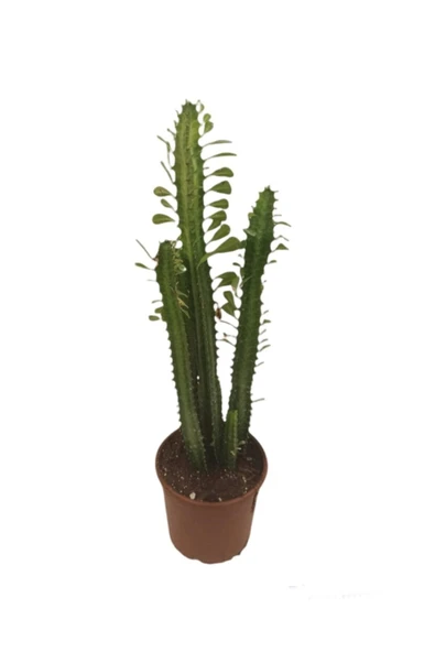 Euphorbia Trigona (süt Ağacı) 40-50 Cm