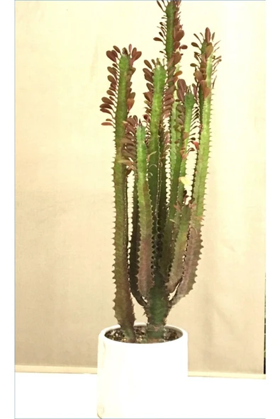 Dekoratif Saksıda Süt Ağacı 50-60 Cm