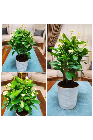 Seramik Saksıda Dev Beyaz Dikenler Tacı ürün görseli