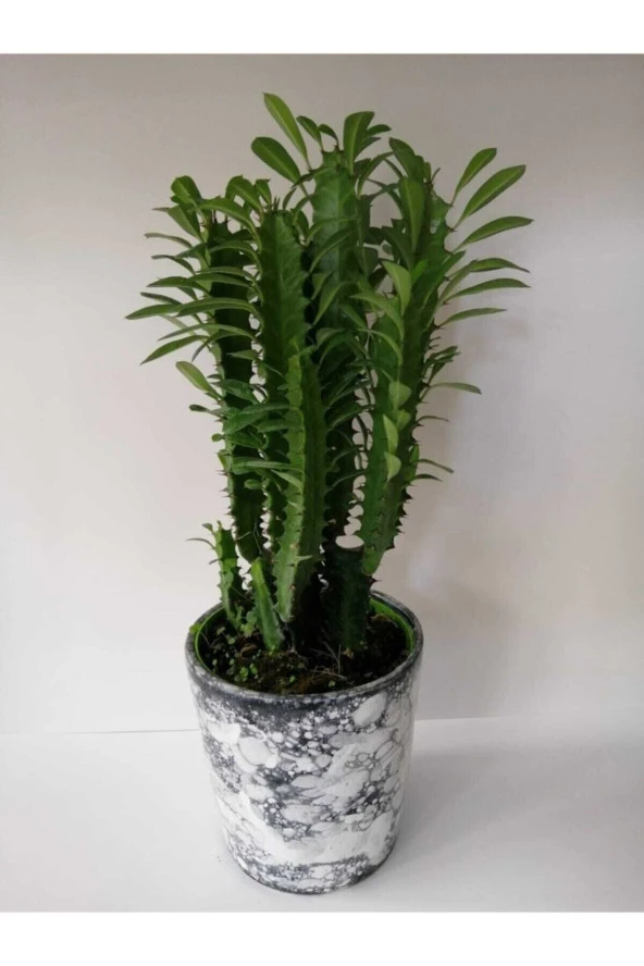 Euphorbia Trigona Green ürün görseli