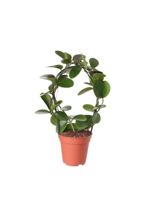 Mum Çiçeği Hoya Carnosa ürün görseli