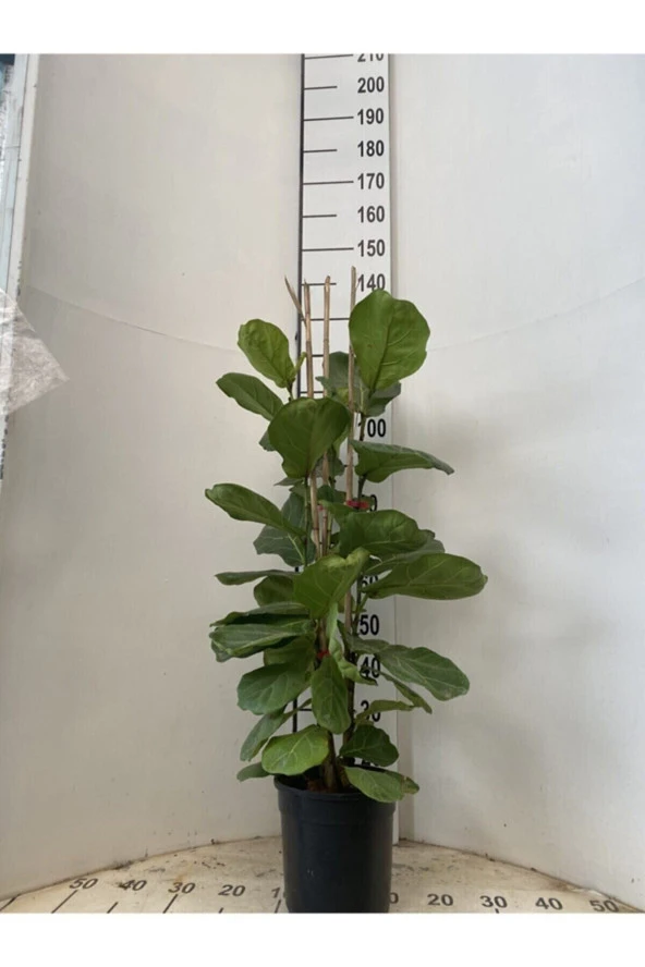 Ficus Lyrata Bambino, Keman Kauçuğu 3x1 130-140 Cm Bambino3x1 ürün görseli