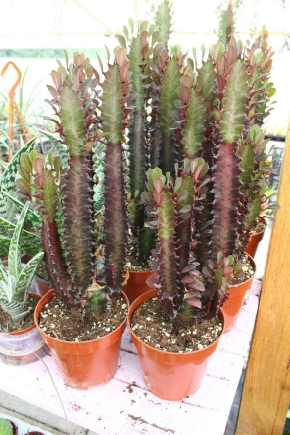 Euphorbia Trigona Red - Resim 2