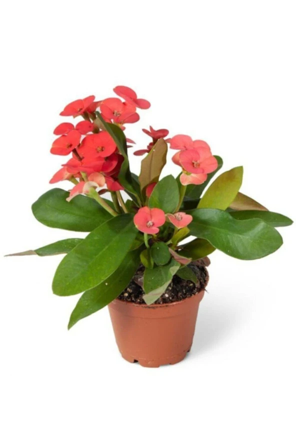 Euphorbia Milii Dikenler Tacı Çiçekli Kaktüs 20 Cm ürün görseli