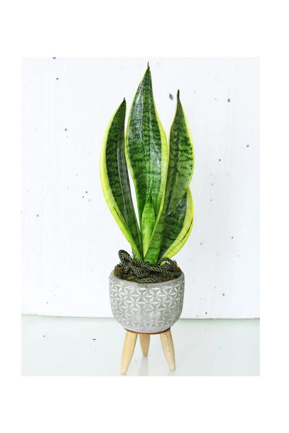 Paşa Kılıcı Dekoratif 3 ayaklı Saksıda ürün görseli