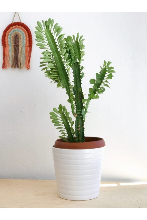 Euphorbia Trigona Süt Ağacı Kaktüs 55-60 Cm - 2