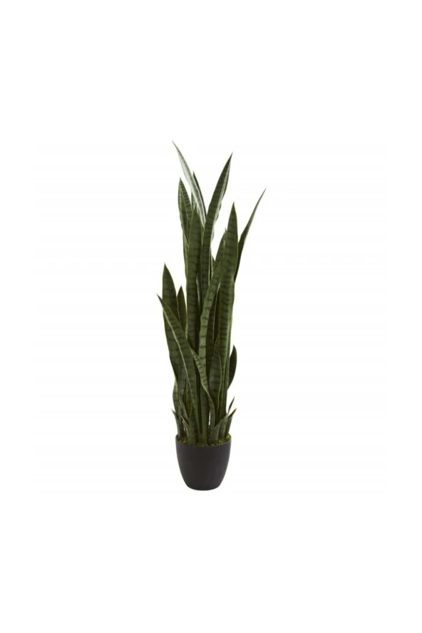 Kılıç Çiçeği Paşa Kılıcı 40-60 Cm Peygamber Kılıcı Ev Bitkisi Ofis Bitkisi Salon Bitkisi - 2