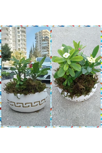 Beton Saksıda Dikenler Tacı Aranjman ürün görseli