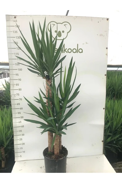3 Köklü Dev Yucca 001 ürün görseli