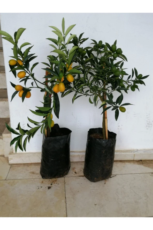 Tüplü Fidan Kamkat (SÜS PORTAKAL) Portakal Fidanı(ÜZERİ MEYVELİ)