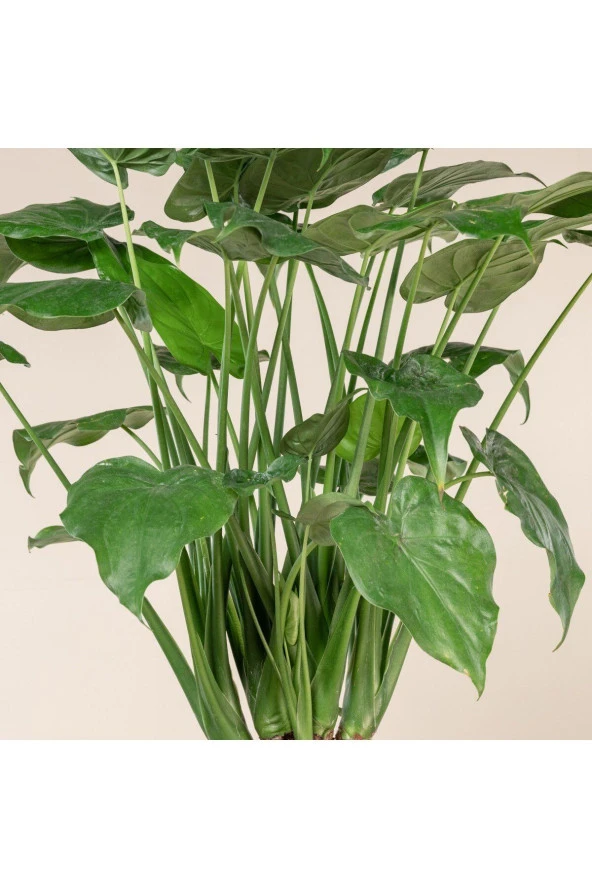 Alocasia Cucullata Fil Kulağı - 2