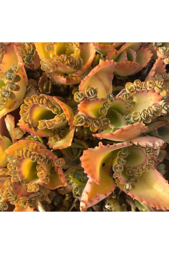 Peygamber Gözyaşı Çiçeği Kampanya - Resim 2