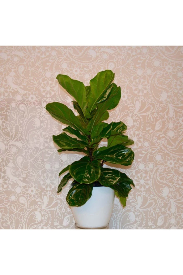 Dekoratif saksıda keman yapraklı Kauçuk ficus lyrata 80-100 cm kampanya ürün görseli