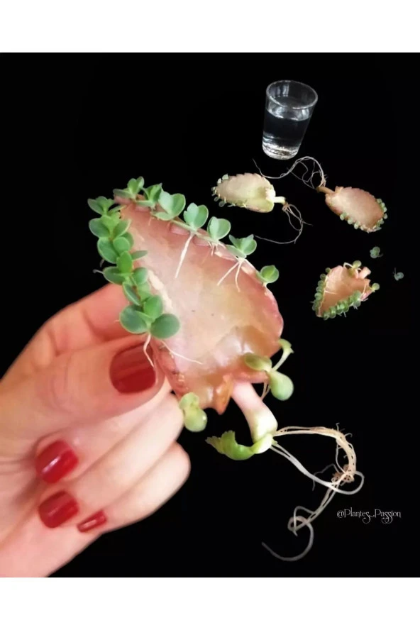 Peygamber Gözyaşı Çiçeği Kampanya - Resim 4