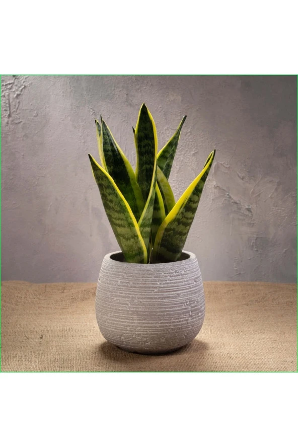 Paşa Kılıcı Dekoratif Saksıda ürün görseli