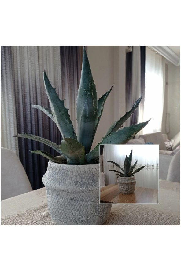 Dekoratif Saksıda Agave Americana ürün görseli