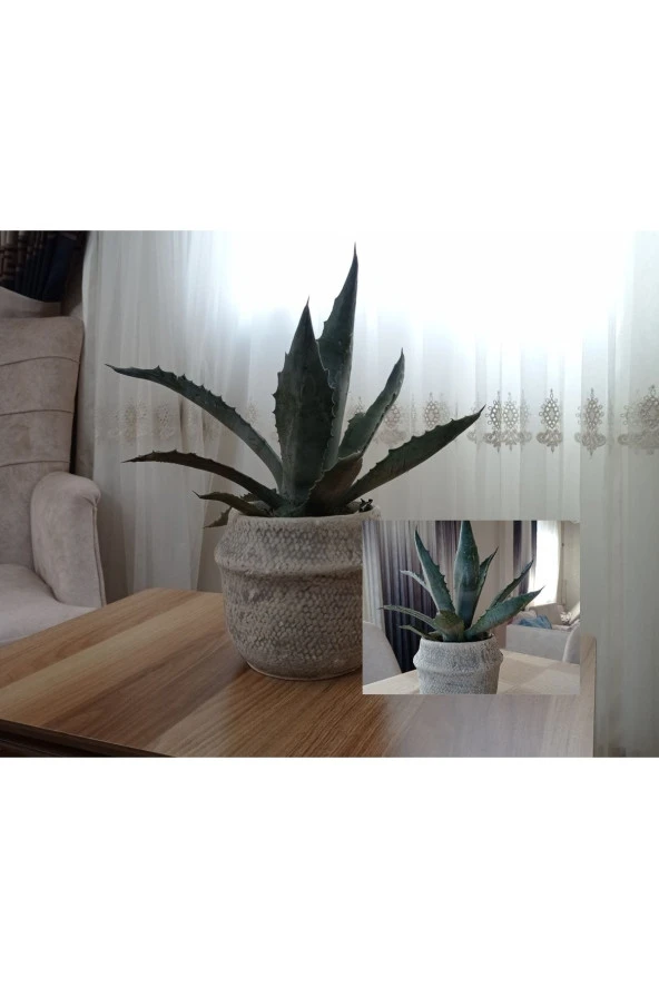 Dekoratif Saksıda Agave Americana - 1