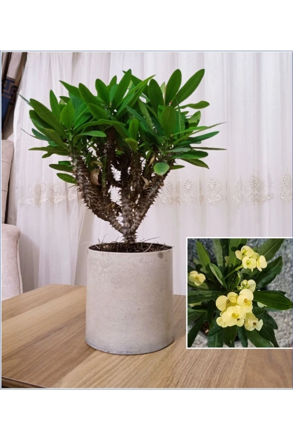 Dekoratif Beton Saksıda Büyük Sarı Dikenler Tacı Kampanya ürün görseli