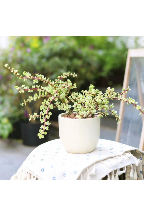 Hediyelik Dekoratif Saksıda Para Ağacı Bereket Ağacı Afra Bonsai - 1