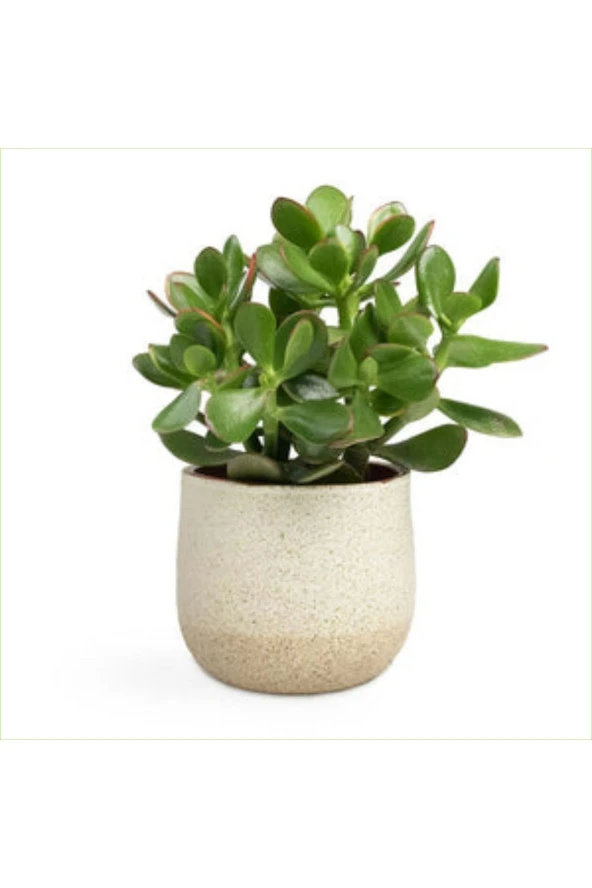 Yetişkin Para Ağacı Bereket Iyi Şans Ve Para Çiçeği Crassula Ovata Özel Beton Saksıda