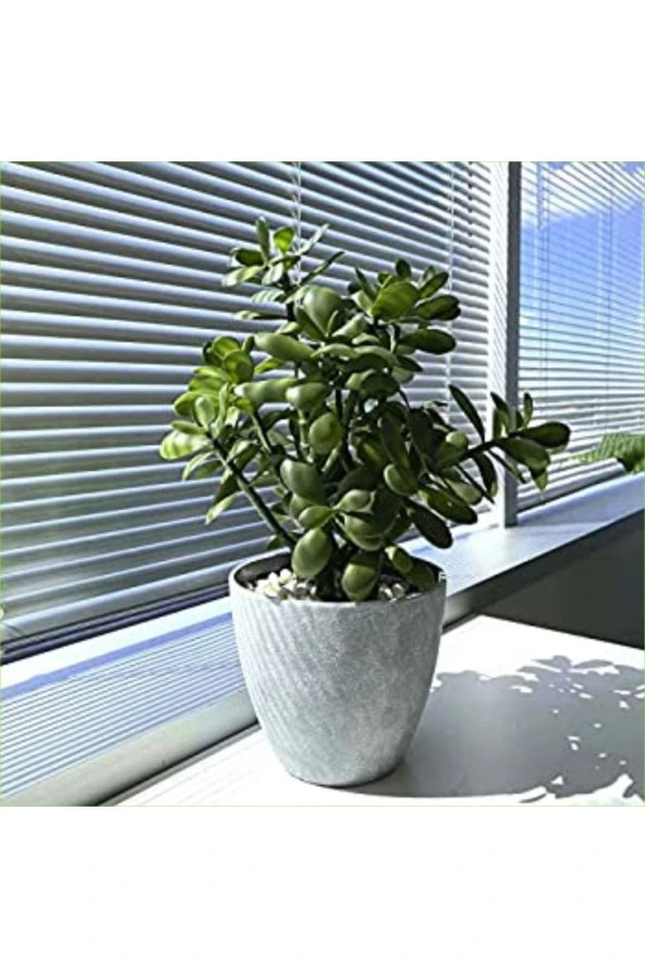 Yetişkin Para Ağacı Bereket Iyi Şans Ve Para Çiçeği Crassula Ovata Doğal Beton Saksıda