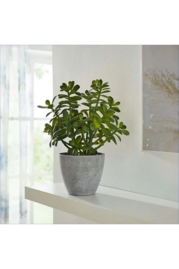 Yetişkin Para Ağacı Bereket Iyi Şans Ve Para Çiçeği Crassula Ovata Doğal Beton Saksıda ürün görseli